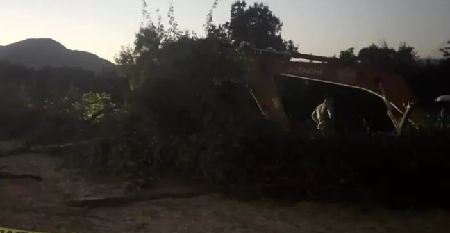 Aşan ağacın altında qalan yaşlı adam həyatını itirdi - VİDEO