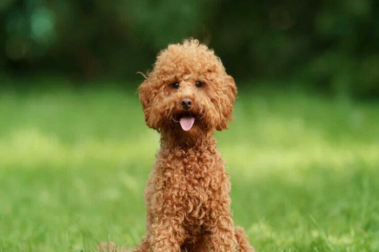 İtinə görə boşandığı kişidən aliment aldı - VİDEO