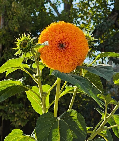 Leyla və Arzu Əliyevalar Şamaxıda - Fotolar