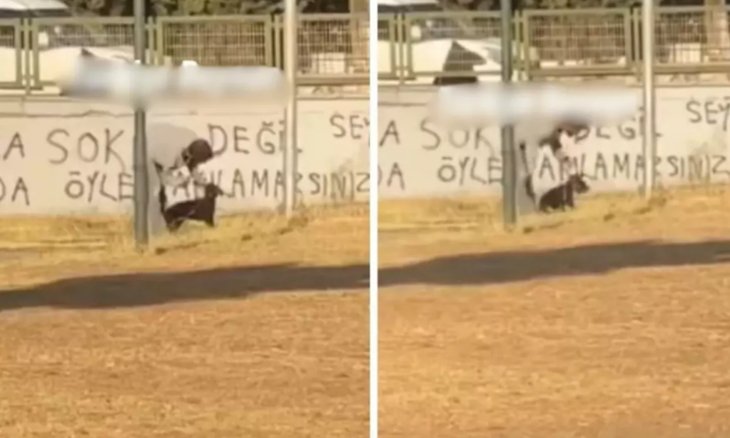 Köpəyə işgəncə verdi! Sosial şəbəkələrdə etiraz doğuran görüntülər - VİDEO