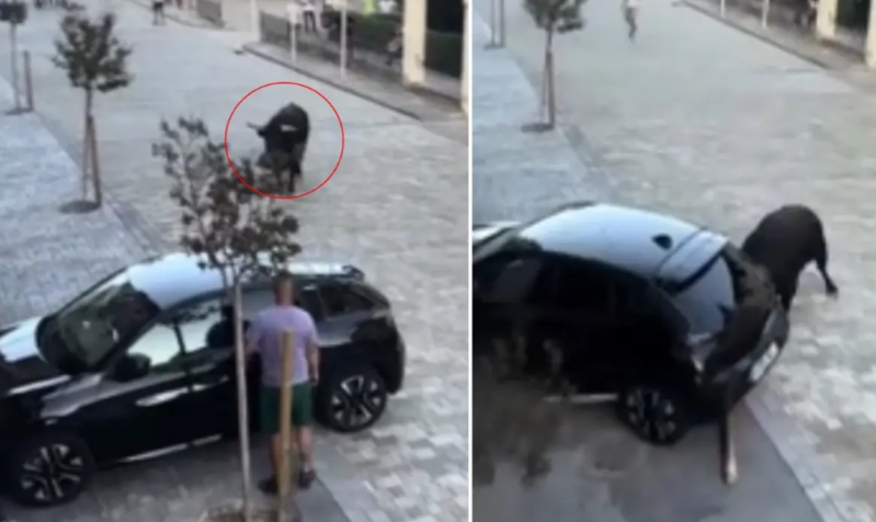 Buğa park halında olan avtomobilə ziyan vurdu - VİDEO