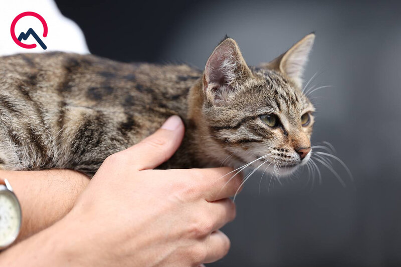 Trasda bolidlər, tribunada turistlər... - Adrenalin yarışından fotolar