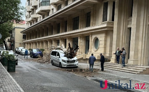 "Targovu"da ağac "Mercedes"in üstünə aşıb