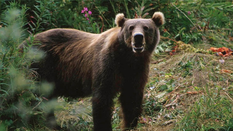 Qubada ayılar kəndə hücum etdi