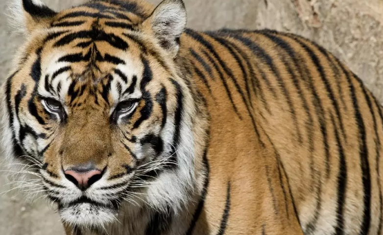 Üç nəfər ovçu 7 il həbs cəzası aldı