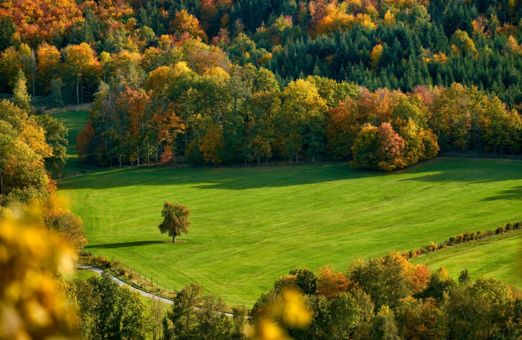 Oğuzda meşəni qıran şəxsə cinayət işi açıldı
