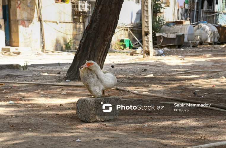 Daşkəsəndə kişi ördəklərə görə arvadını vəhşicəsinə DÖYDÜ