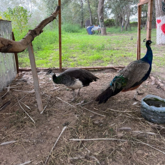 "İZ" restoranında monitorinq - 20 baş heyvanla bağlı tapşırıq verildi