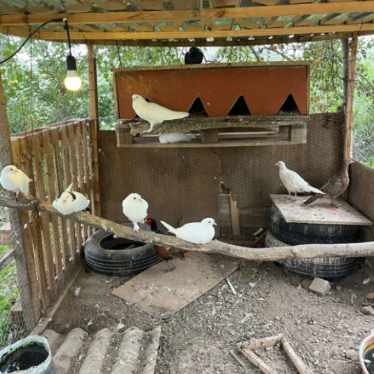 "İZ" restoranında monitorinq - 20 baş heyvanla bağlı tapşırıq verildi