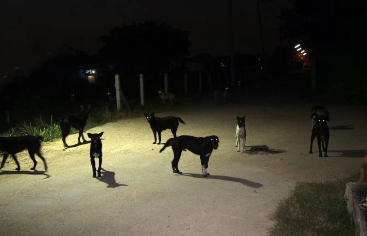 Keşlədə küçə itləri sürü ilə dolaşır