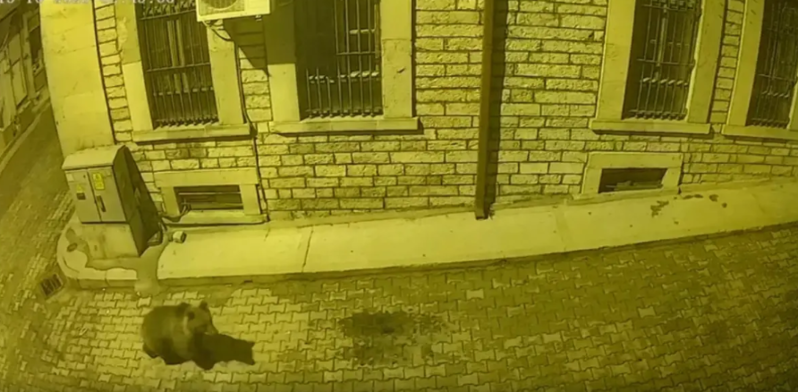 Ac ayı yemək tapmaq üçün şəhərin mərkəzinə çıxdı, küçə itləri arxasınca düşdü - VİDEO