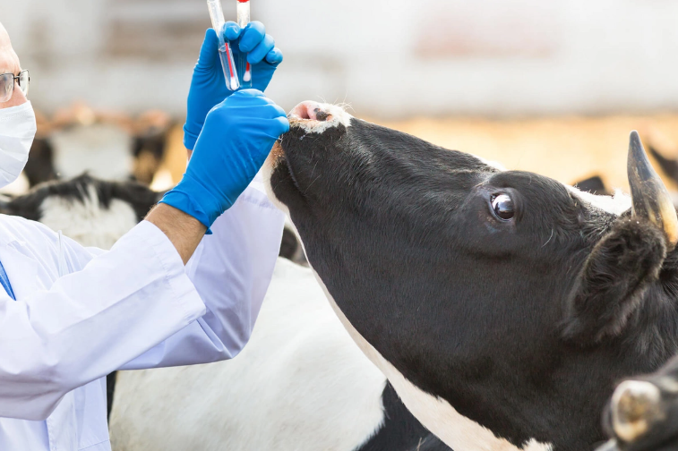 Hazırda Azərbaycanda dabaq xəstəliyinə yoluxma faktı aşkarlanmayıb - RƏSMİ
