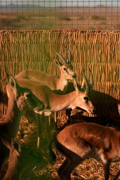 Leyla və Arzu Əliyevalar Qaxda açılışda - Fotolar