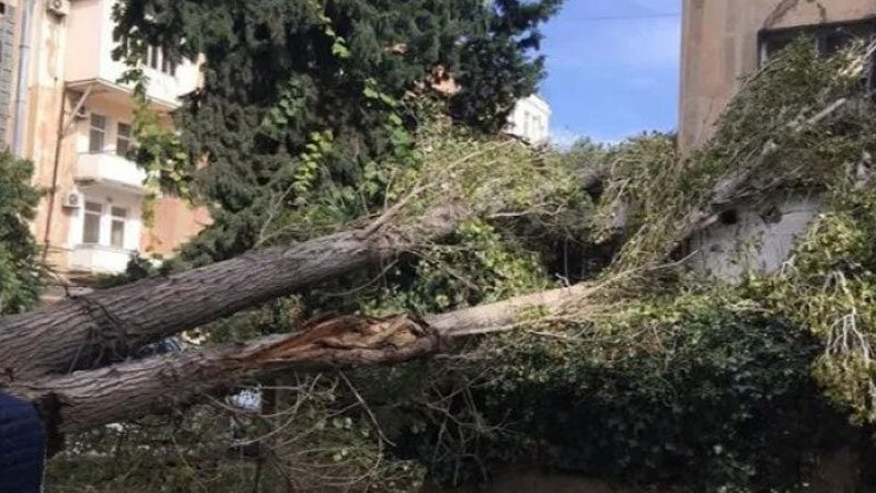 Bakıda çinar ağacı aşdı - 3 nəfər xəsarət aldı