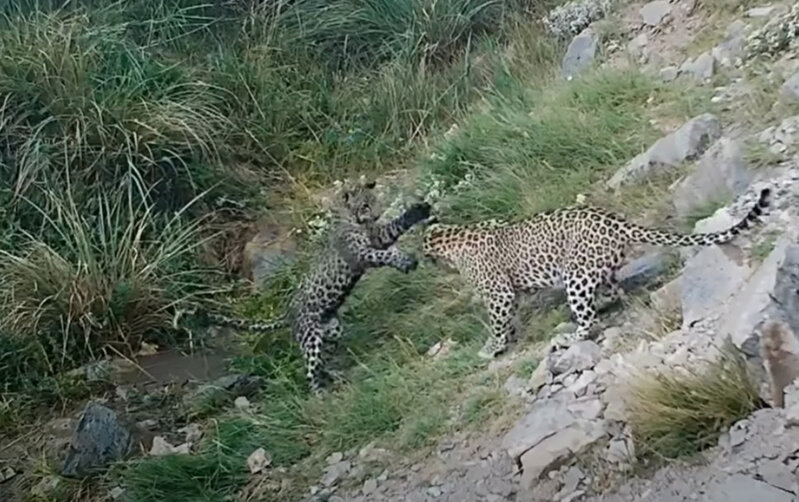 Zəngəzurda bəbir balaları görüntüləndi - Video