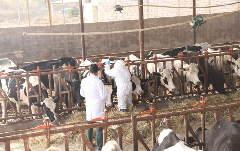 Dabaqla bağlı peyvəndləmə işlərinə başlanıldı