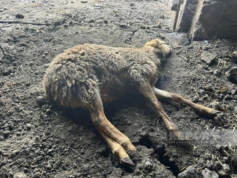 Kürdəmirdə canavarlar daha bir kəndə hücum etdi, 13 qoyun tələf oldu (FOTO)