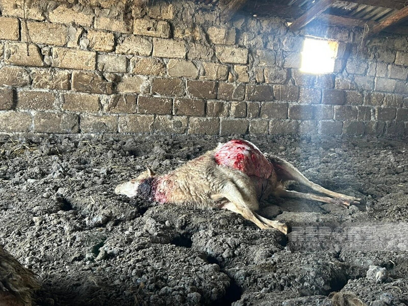 Kürdəmirdə canavarlar daha bir kəndə hücum etdi, 13 qoyun tələf oldu (FOTO)