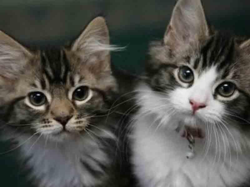 Pişik bələdiyyə sədrinin başına "oyun açdı" - VİDEO