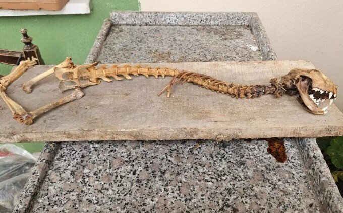 Vətəndaş evindən yırtıcı dişli heyvan skeleti tapdı - FOTO