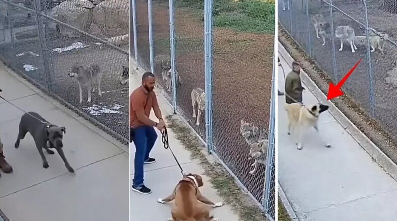 Canavar sürüsünün qarşısına çıxarılan itlərin qorxu dolu anları gündəm oldu - VİDEO