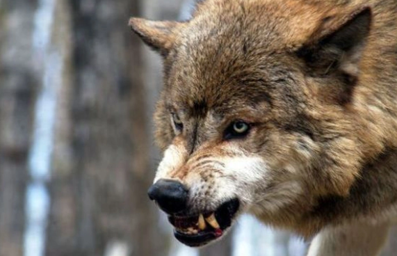 Ucarda canavarlar kəndə hücum ediblər