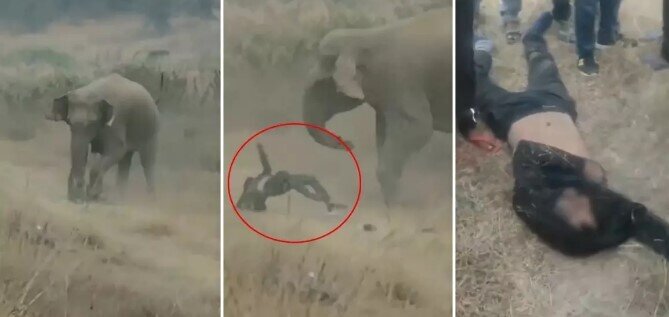 Hindistanda fil sürüsü kənd sakinlərinə hücum etdi: 4 nəfər həlak oldu - VİDEO