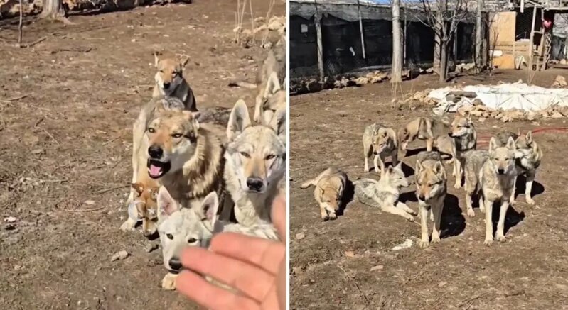 Wolfdoglarla qeyri-adi "ailə fotosu" sosial mediada viral oldu - VİDEO