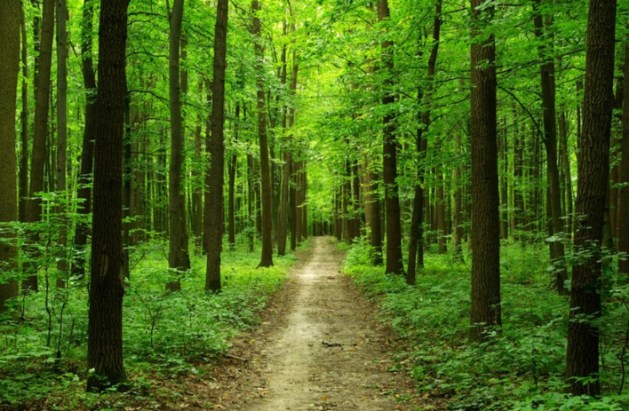 Qəbələdə meşədə üzərinə ağac düşən şəxs ölüb