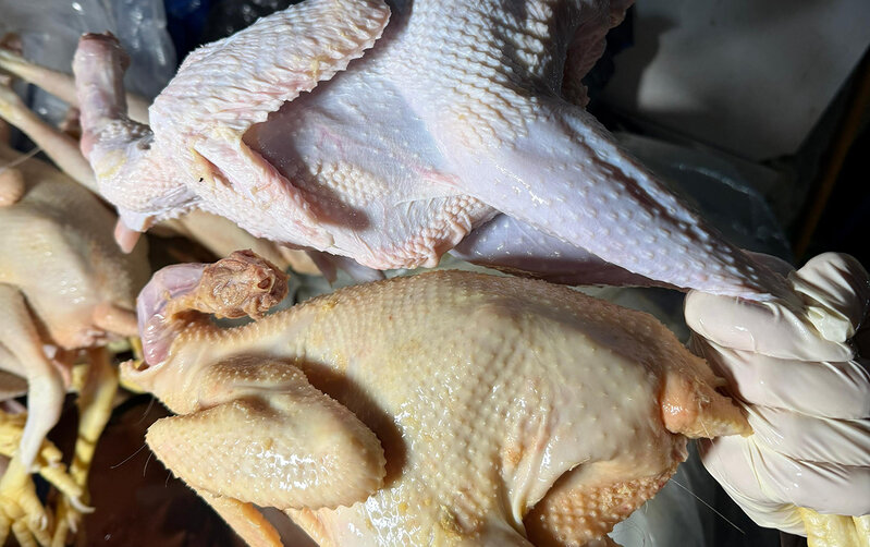 "Kənd toyuğu"nu sintetik maddə ilə rəngləyibmişlər - Fotolar