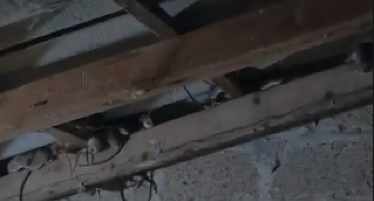 Yüzlərlə siçan fermeri ziyana saldı - VİDEO