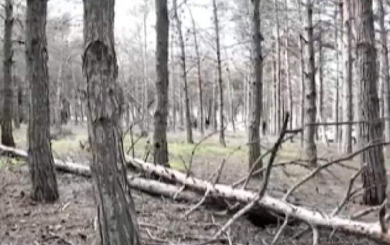 Biləcəridə meşə məhv olur... - Video-Yenilənib