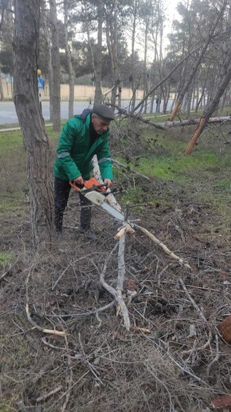 Biləcəridə meşə məhv olur... - Video-Yenilənib