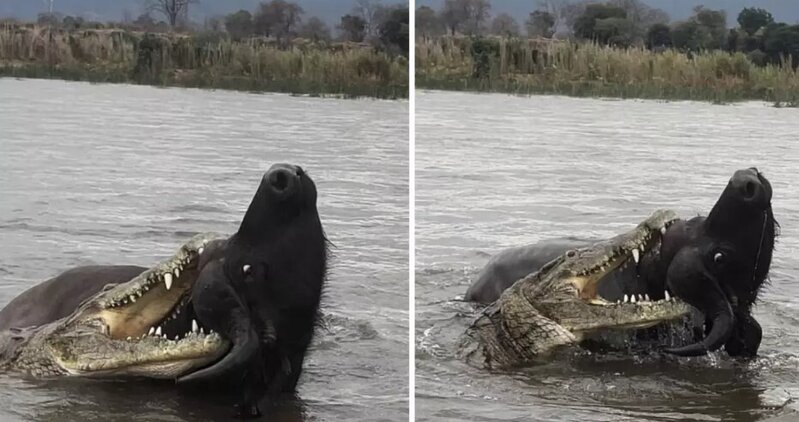 Nəfəs kəsən anlar: Timsahın hücumundan möcüzəvi şəkildə xilas oldu - VİDEO