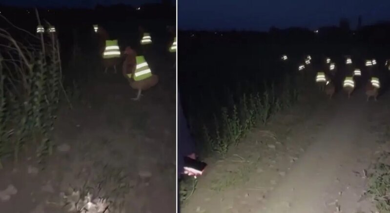 Tez-tez itirdiyi toyuqları üçün maraqlı üsul tapdı - VİDEO