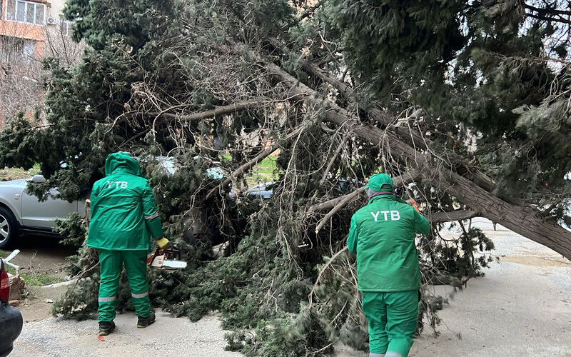 Bakıdakı güclü küləkdə 37 ağac qırıldı - Fotolar - Yenilənib