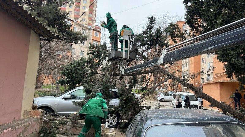 Bakıdakı güclü küləkdə 37 ağac qırıldı - Fotolar - Yenilənib