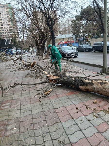 Bakıdakı güclü küləkdə 37 ağac qırıldı - Fotolar - Yenilənib