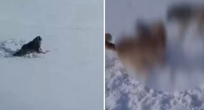 Aclıq güc gələn qurdun acı sonu - VİDEO