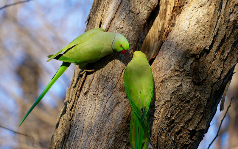 Bakı bulvarında gəzərkən səsinizi yamsılaya bilərlər... - Fotolar