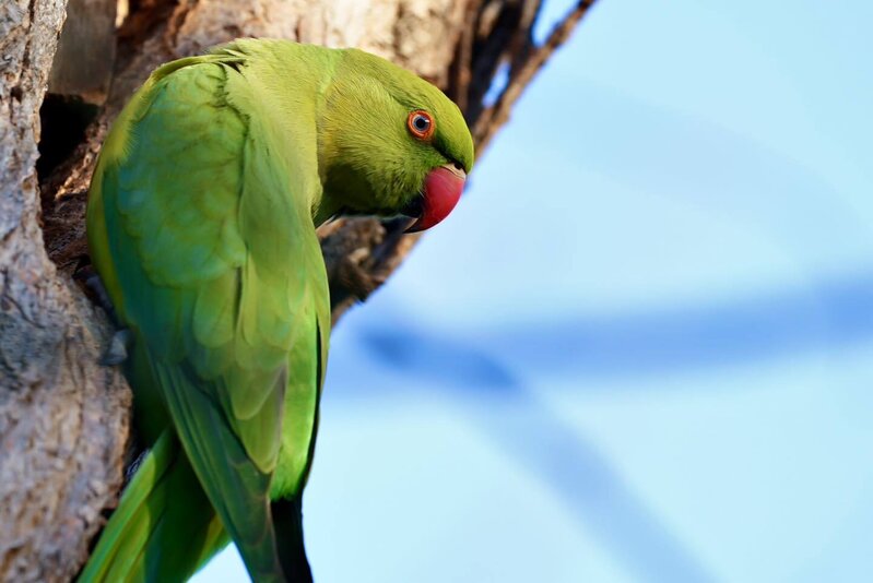 Bakı bulvarında gəzərkən səsinizi yamsılaya bilərlər... - Fotolar