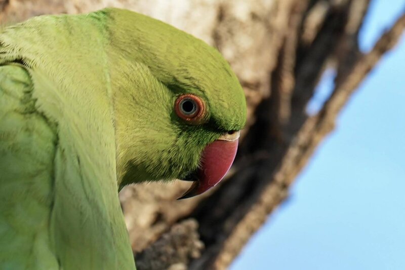 Bakı bulvarında gəzərkən səsinizi yamsılaya bilərlər... - Fotolar