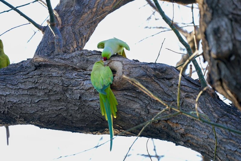Bakı bulvarında gəzərkən səsinizi yamsılaya bilərlər... - Fotolar