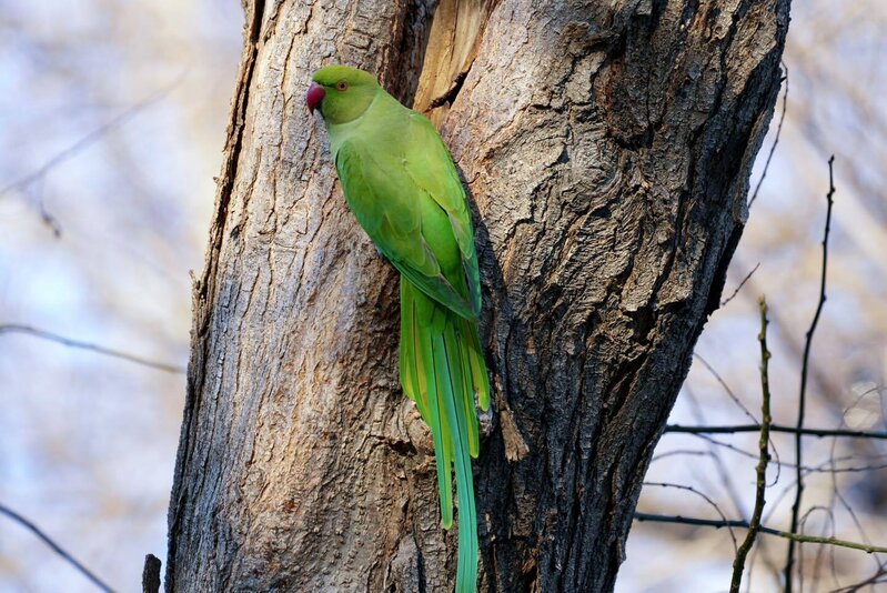 Bakı bulvarında gəzərkən səsinizi yamsılaya bilərlər... - Fotolar