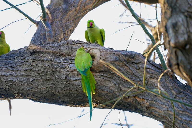 Bakı bulvarında gəzərkən səsinizi yamsılaya bilərlər... - Fotolar