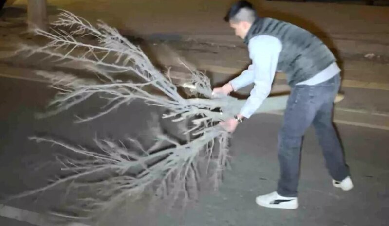 Şüşə parçaları ilə dolu yolu qırılan ağacı süpürgə kimi istifadə edib təmizlədi - VİDEO