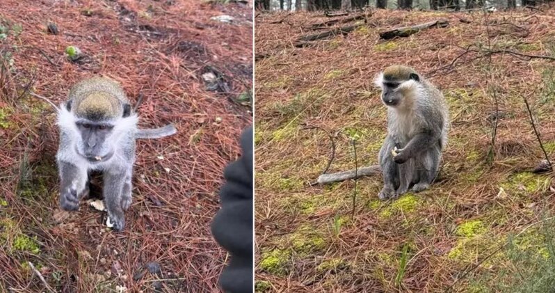 Göbələk axtarmaq üçün getdiyi meşədə qarşılaşdığı heyvana baxın - VİDEO