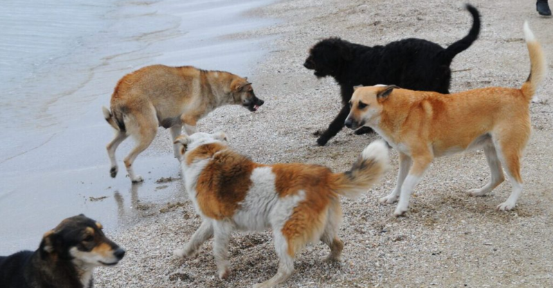 Bakıda tələbə qıza sahibsiz itlər hücum edib - VİDEO