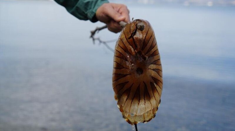 Kırmızı rəngi və uzun qolları ilə diqqət çəkir: Dənizdə görsəniz, yaxınlaşmayın - VİDEO