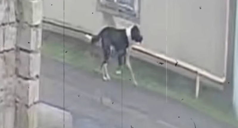 Mərdəkanda sahibsiz it səkkiz nəfərə hücum edib - Sakinlər təşviş içində - VİDEO